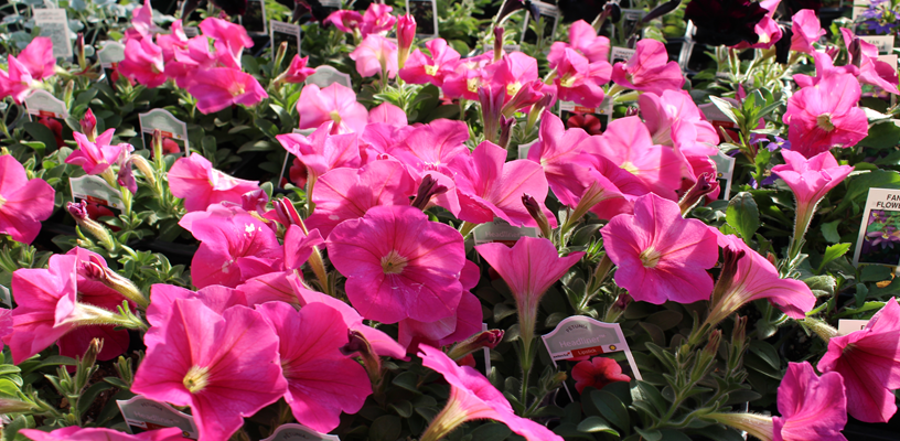 Upcoming Gardening Classes at the Arboretum at Tanglewood Park