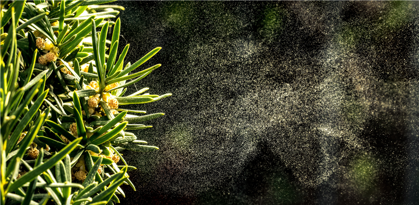 Pine: The Pollen with a Bad Rap